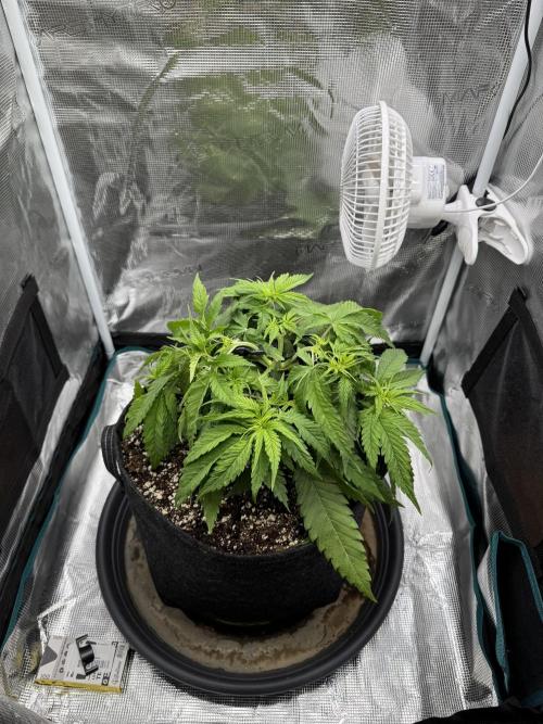 RQS Euphoria - Back on Track. Week 4 - 5th