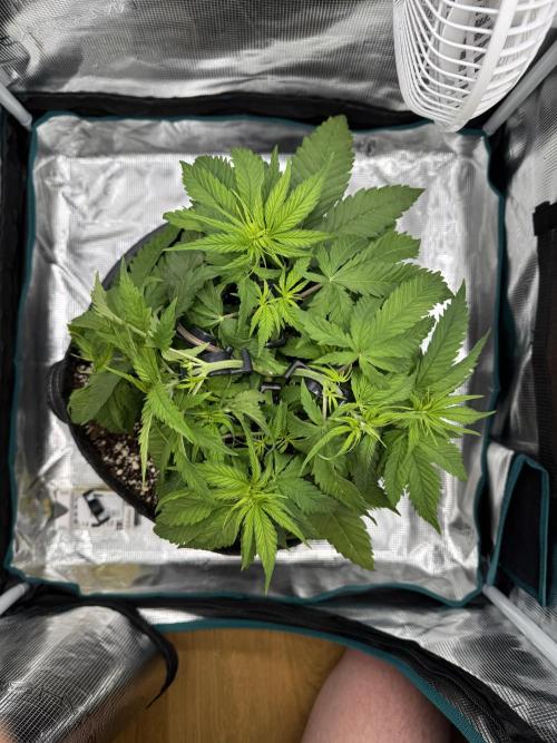 RQS Euphoria - Back on Track. Week 4 - 5th