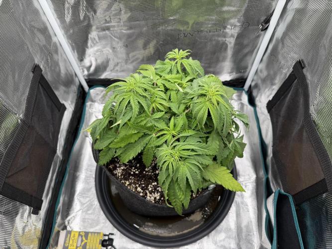 RQS Euphoria - Back on Track. Week 5 - 2nd