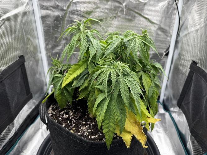 RQS Euphoria - Back on Track. Week 5 - 5th