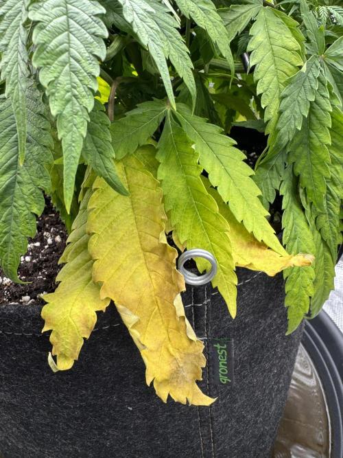 RQS Euphoria - Back on Track. Week 5 - 5th