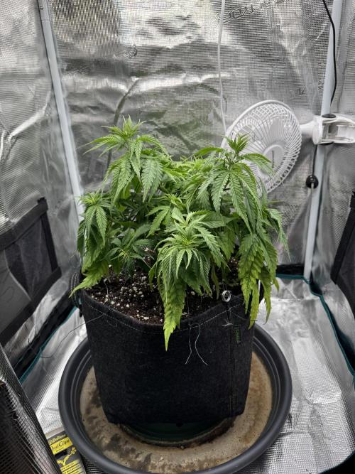 RQS Euphoria - Back on Track. Week 5 - 7th