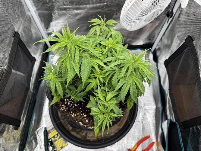 RQS Euphoria - Back on Track. Week 5 - 7th