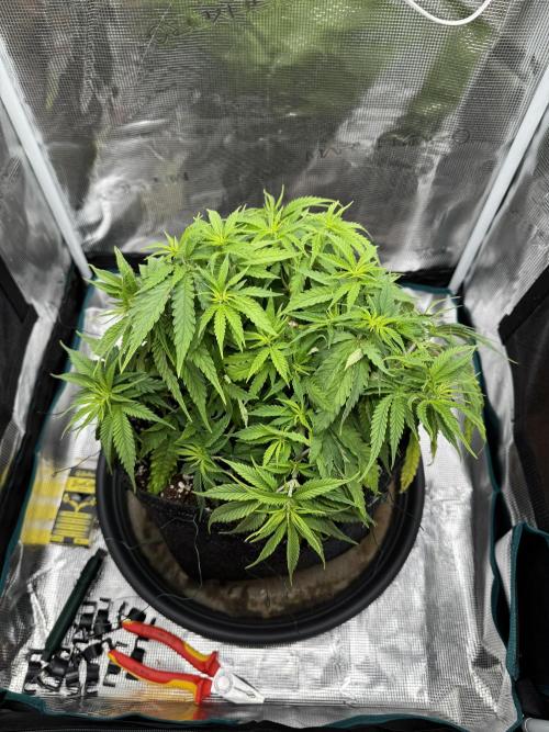 RQS Euphoria - Back on Track. Week 6 - 2nd