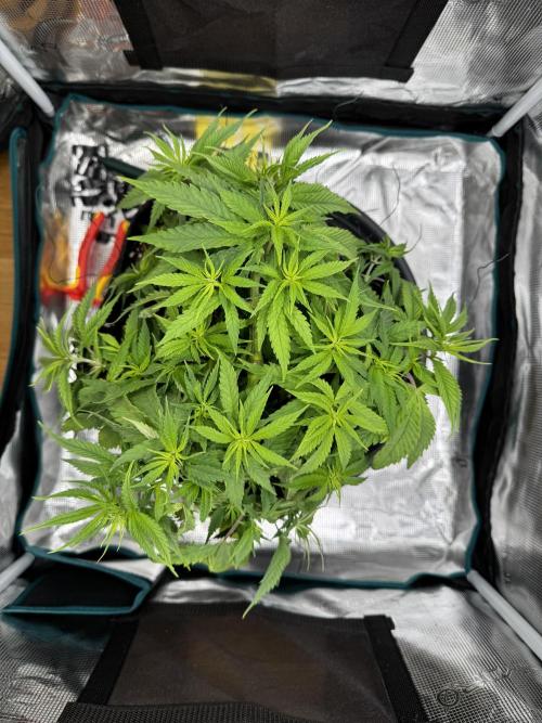 RQS Euphoria - Back on Track. Week 6 - 2nd