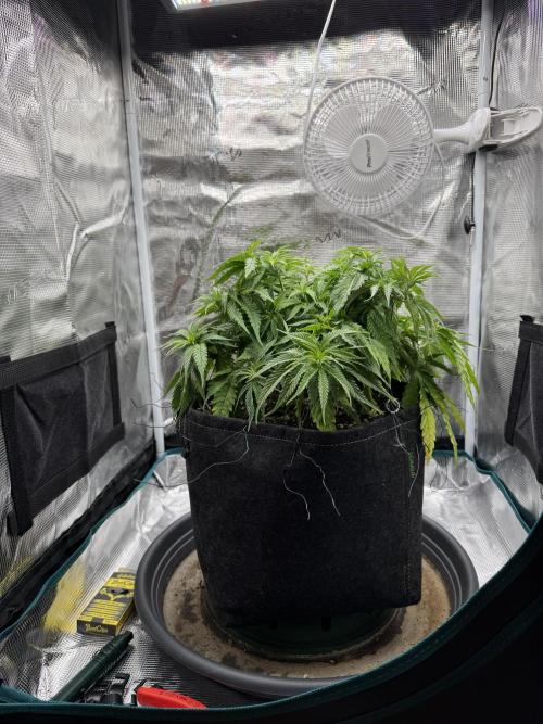 RQS Euphoria - Back on Track. Week 6 - 2nd