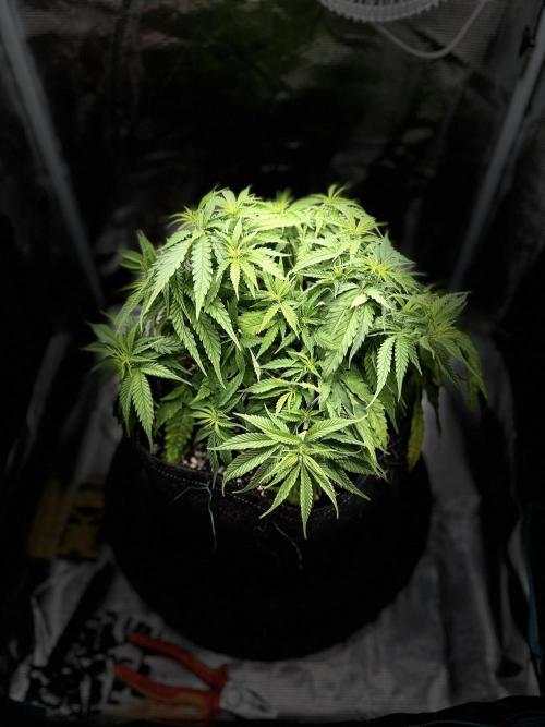 RQS Euphoria - Back on Track. Week 6 - 2nd