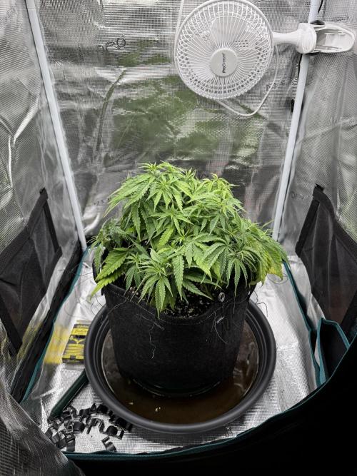 RQS Euphoria - Back on Track. Week 6 - 3rd