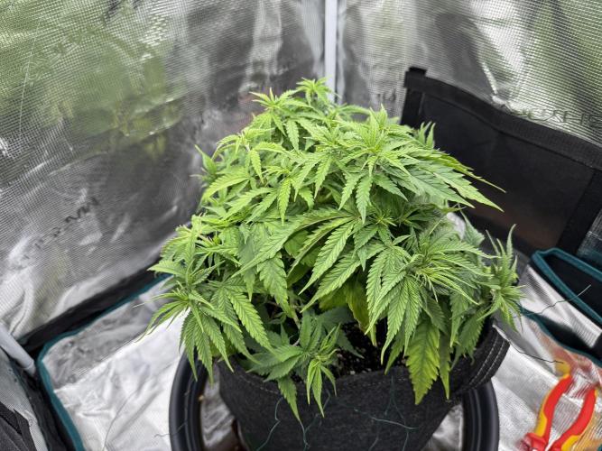 RQS Euphoria - Back on Track. Week 6 - 3rd