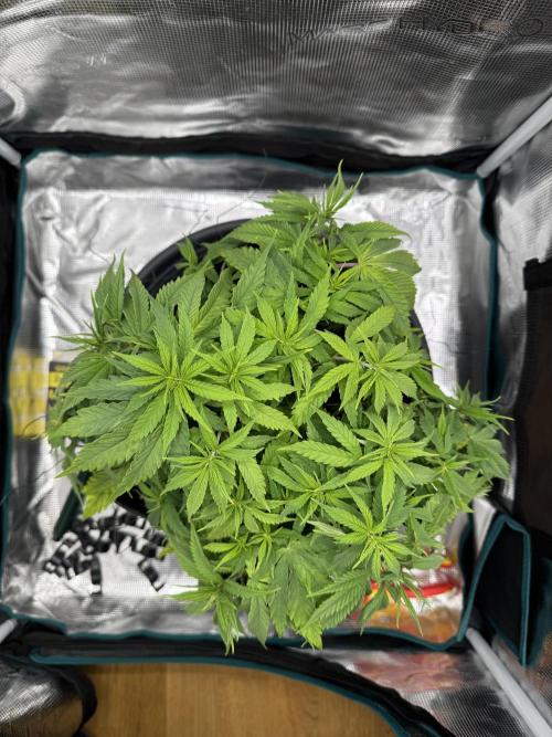 RQS Euphoria - Back on Track. Week 6 - 3rd