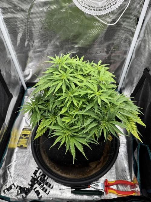 RQS Euphoria - Back on Track. Week 6 - 5th before defoliation