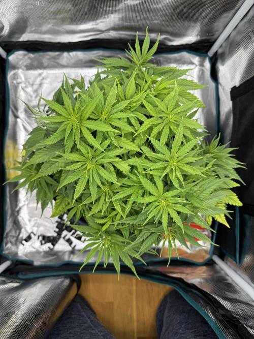 RQS Euphoria - Back on Track. Week 6 - 5th before defoliation