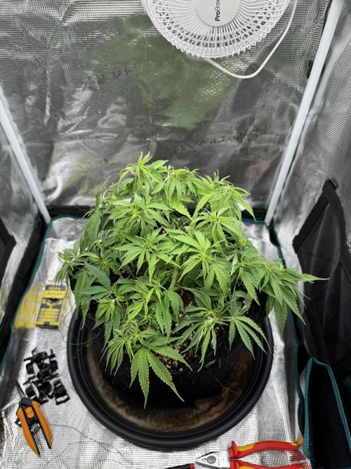 RQS Euphoria - Back on Track. Week 6 - 5th after defoliation