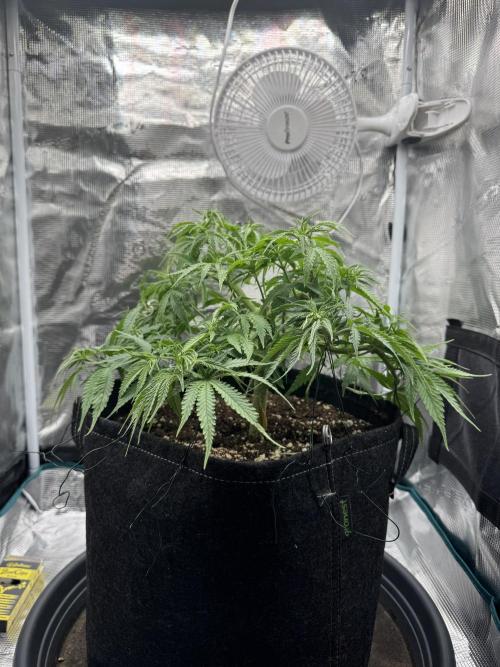 RQS Euphoria - Back on Track. Week 6 - 5th after defoliation