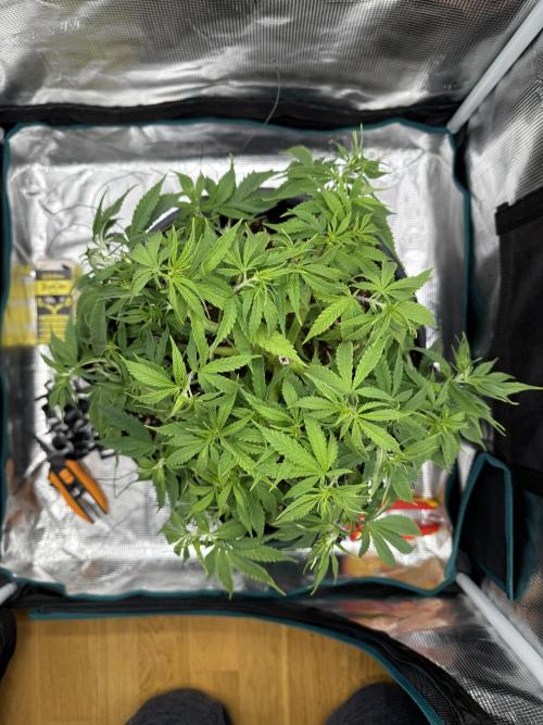 RQS Euphoria - Back on Track. Week 6 - 5th after defoliation