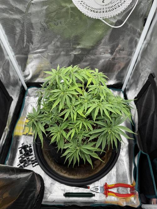 RQS Euphoria - Back on Track. Week 6 - 7th