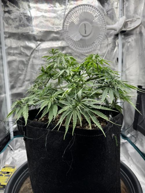 RQS Euphoria - Back on Track. Week 6 - 7th