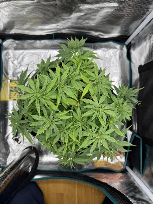 RQS Euphoria - Back on Track. Week 6 - 7th