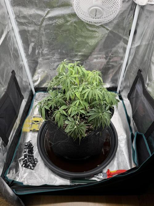 RQS Euphoria - Back on Track. Week 7 - 2nd