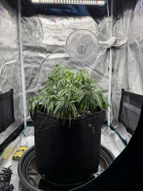 RQS Euphoria - Back on Track. Week 7 - 2nd