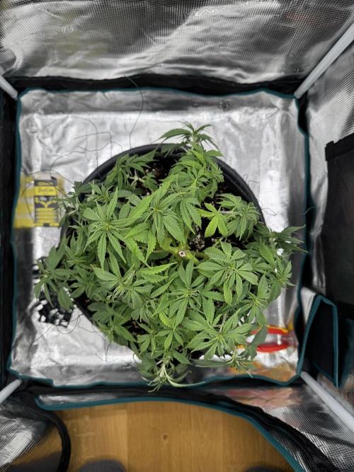 RQS Euphoria - Back on Track. Week 7 - 2nd