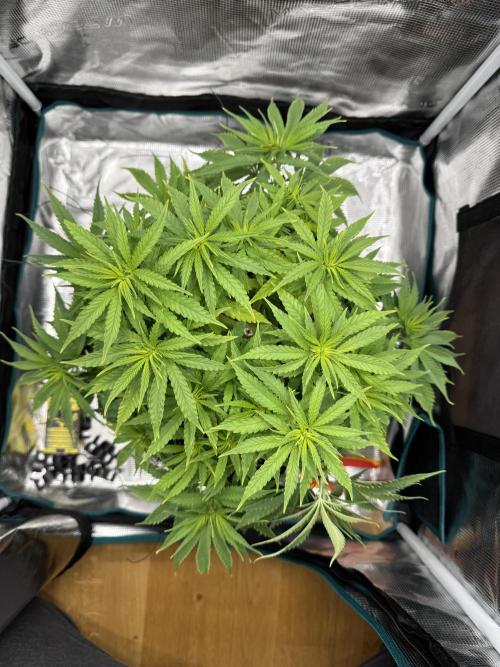 RQS Euphoria - Back on Track. Week 7 - 4th