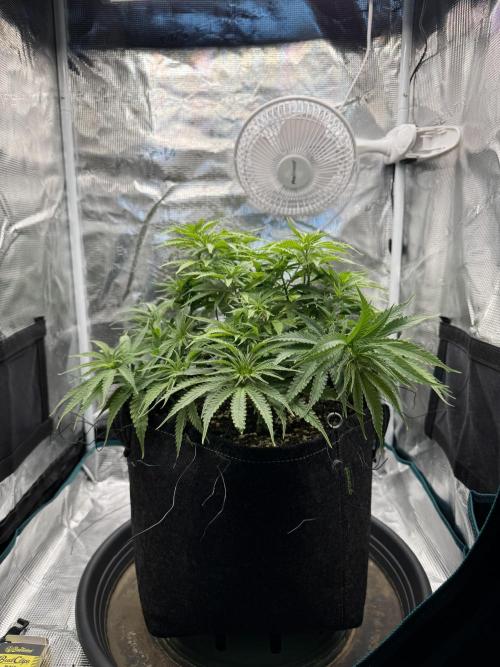RQS Euphoria - Back on Track. Week 7 - 4th