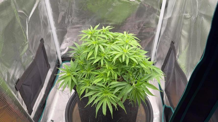 RQS Euphoria - Back on Track