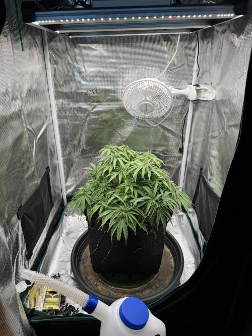RQS Euphoria - Back on Track. Week 7 - 5th