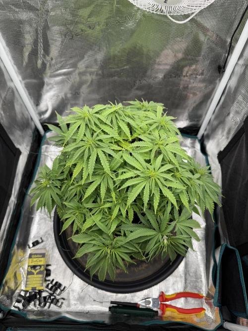 RQS Euphoria - Back on Track. Week 7 - 5th