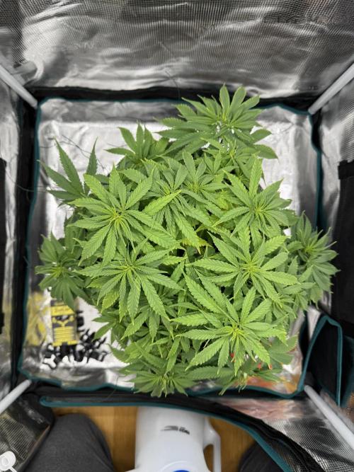 RQS Euphoria - Back on Track. Week 7 - 5th