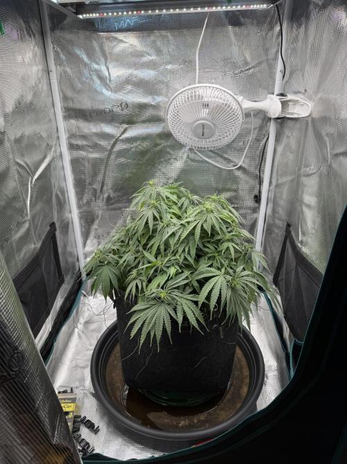 RQS Euphoria - Back on Track. Week 8 - 2nd