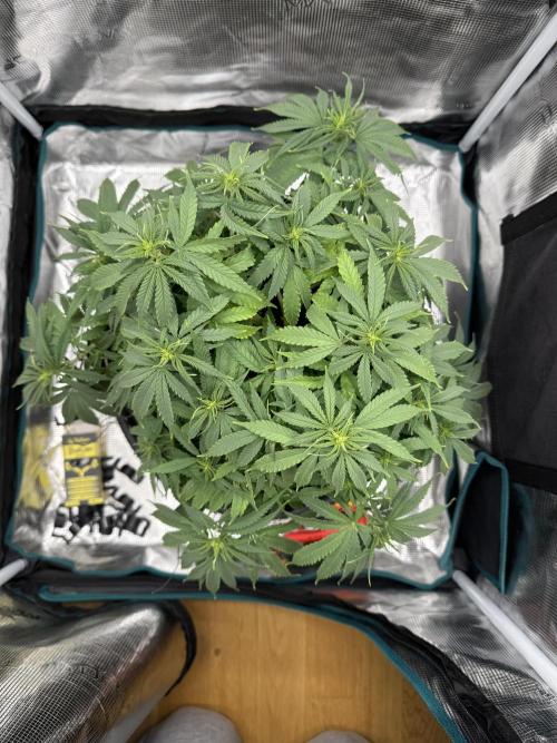 RQS Euphoria - Back on Track. Week 8 - 2nd