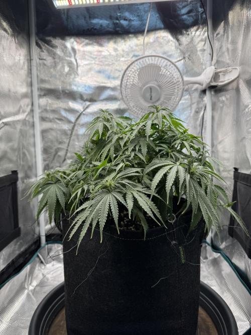 RQS Euphoria - Back on Track. Week 8 - 2nd
