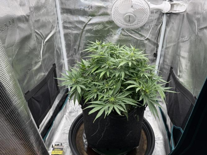 RQS Euphoria - Back on Track. Week 8 - 2nd, 5 hours later
