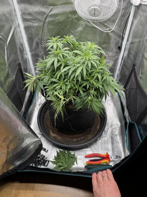 RQS Euphoria - Back on Track. Week 8 - 3rd