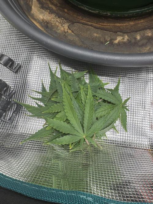 RQS Euphoria - Back on Track. Week 8 - 3rd