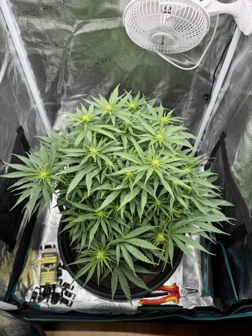 RQS Euphoria - Back on Track. Week 8 - 7th