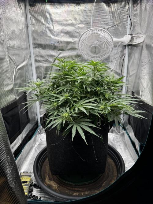 RQS Euphoria - Back on Track. Week 8 - 7th