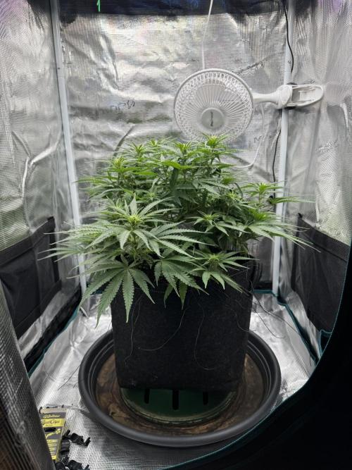 RQS Euphoria - Back on Track. Week 8 - 7th 180°