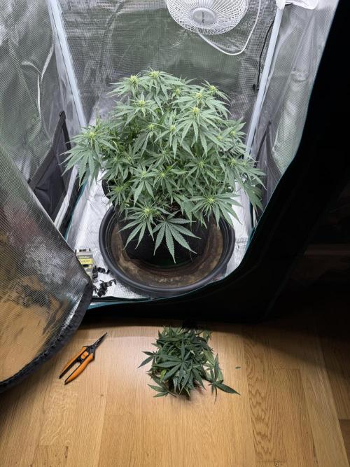 RQS Euphoria - Back on Track. Week 9 - 1st