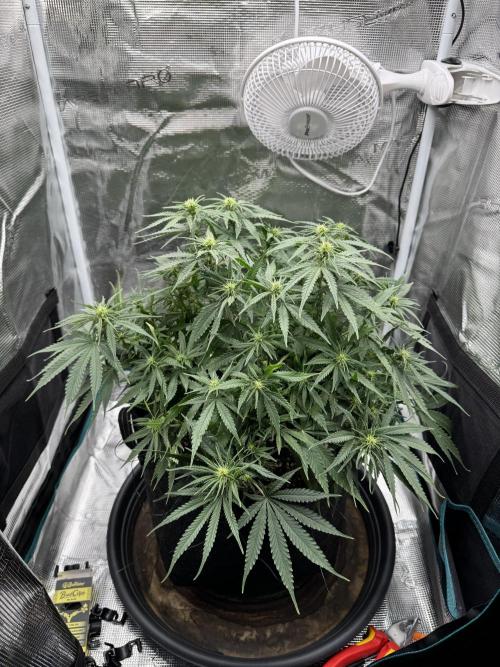 RQS Euphoria - Back on Track. Week 9 - 1st