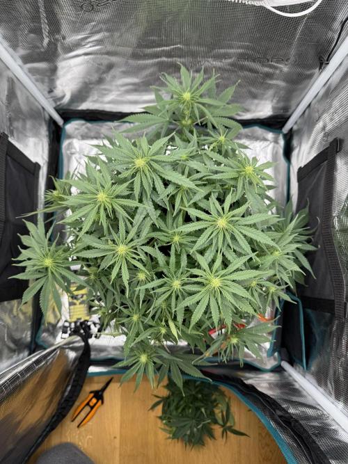 RQS Euphoria - Back on Track. Week 9 - 1st