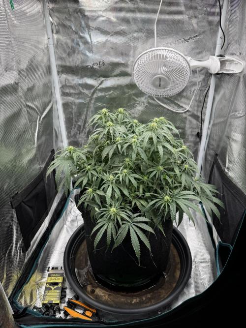 RQS Euphoria - Back on Track. Week 9 - 2nd
