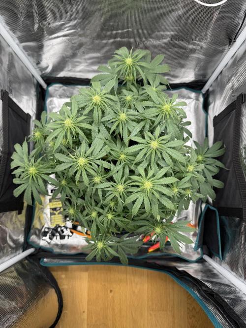 RQS Euphoria - Back on Track. Week 9 - 2nd