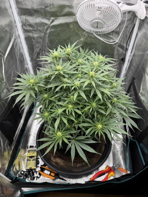 RQS Euphoria - Back on Track. Week 9 - 3rd