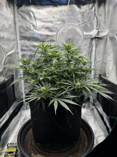 RQS Euphoria - Back on Track. Week 9 - 3rd