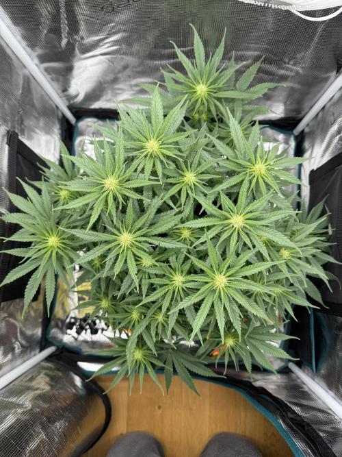 RQS Euphoria - Back on Track. Week 9 - 3rd