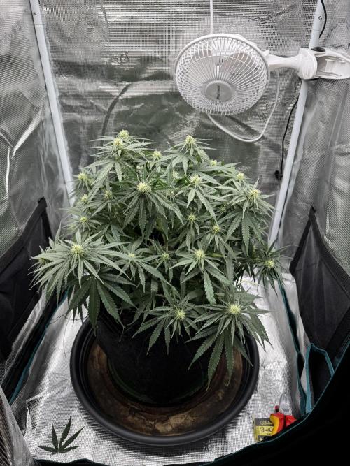 RQS Euphoria - Back on Track. Week 9 - 5th