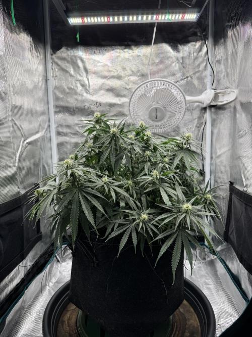 RQS Euphoria - Back on Track. Week 9 - 5th